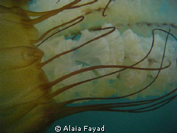 This is a Sea Nettle (Chrysaora). They're usually found i... by Alaia Fayad 